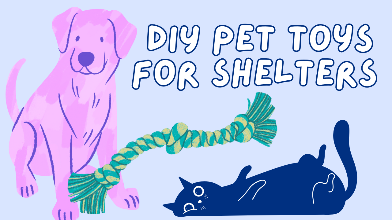 DIY Pet Toys for Shelters