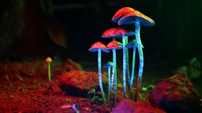 JCPS- Mushroom Mixer Community Gathering