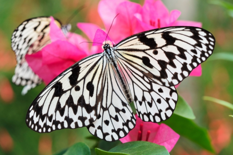 Butterflies of the World NEW