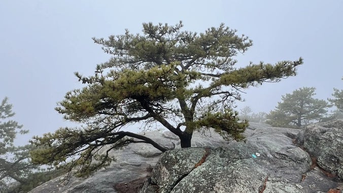 Celebration 100-Hike: Highlands, Posts Brook, Carris Hill and Wyanokie Loop