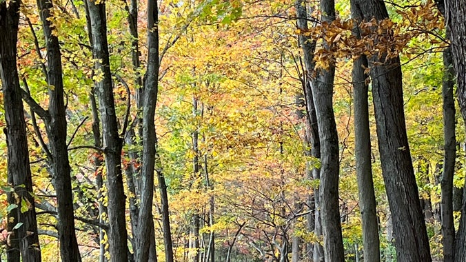 Board Game Night - Panera Bread - Ages 20s - 30s