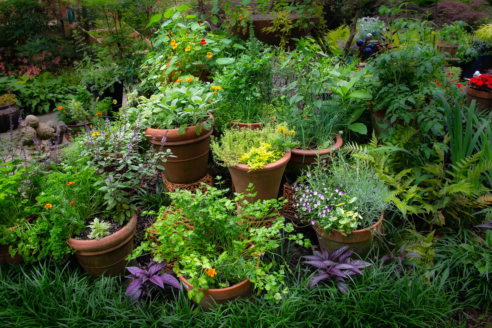 Rooted in - Herb Gardening Workshop
