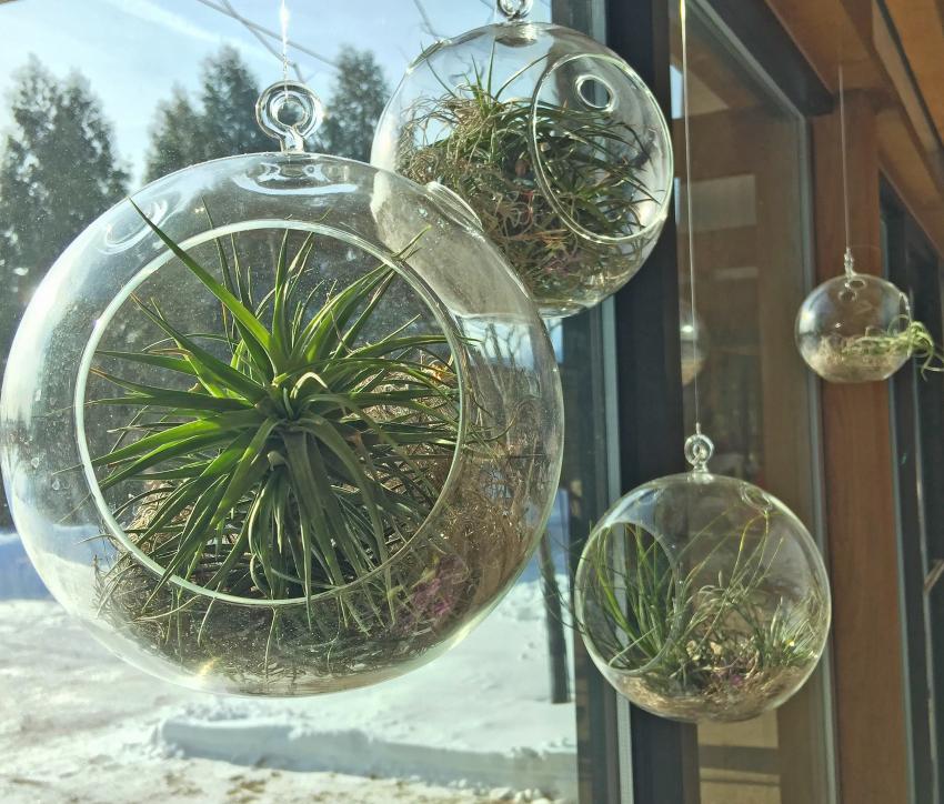 Into Thin Air: Exploring Air Plants