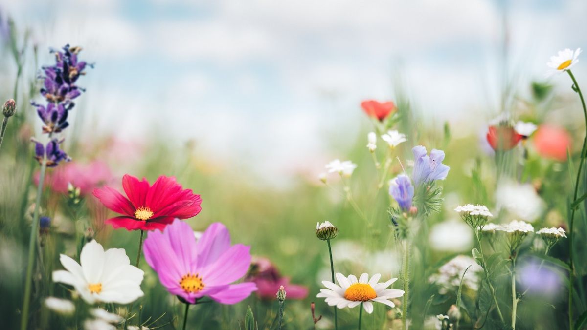 Spring Craft