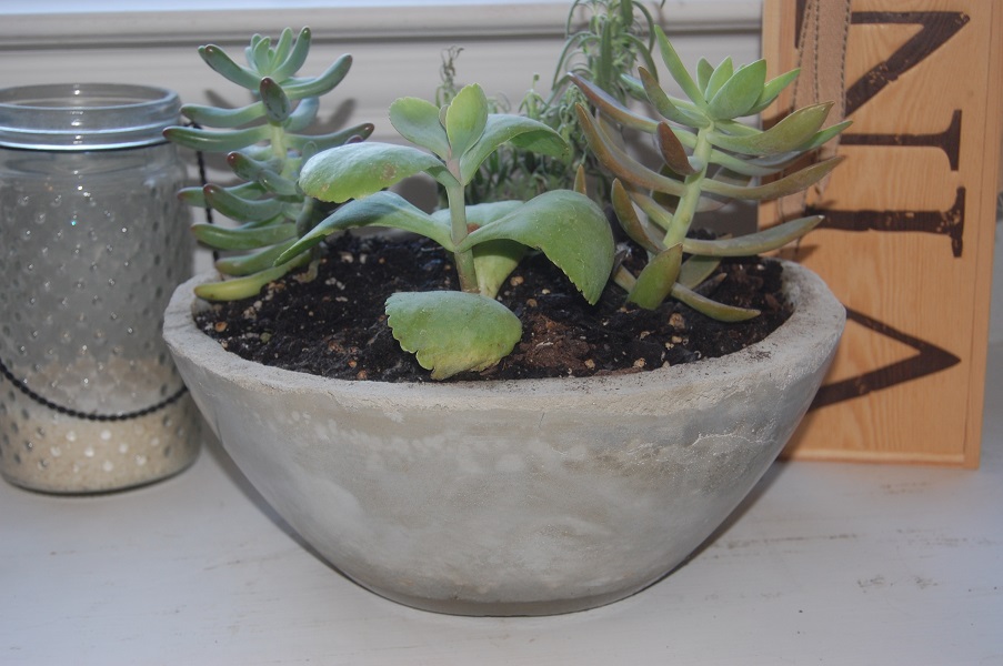 Crafty Hands - Cement Planters 