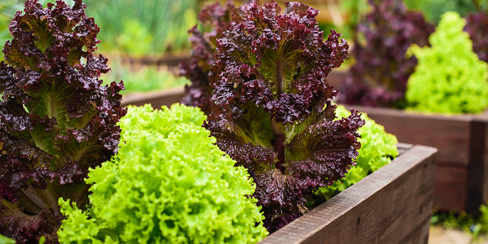 Rooted-In: Salad Greens Galore