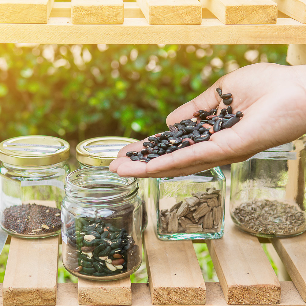 Rooted-In: Seed Saving:How to Save Seeds