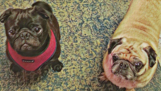 May Pug Meetup!