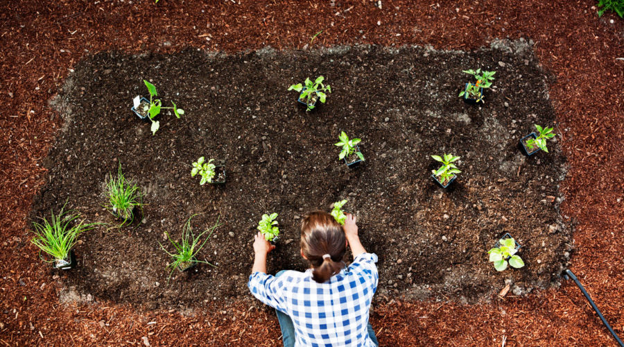 Rooted-In: Troubleshooting & Tending to Your Fall Garden