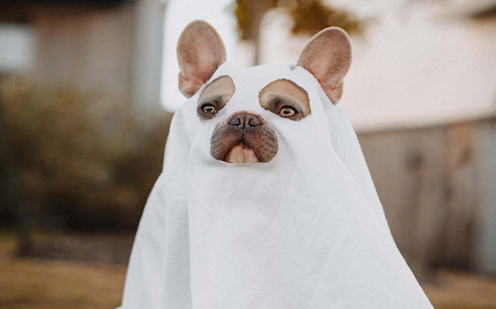 Halloween Dog Parade