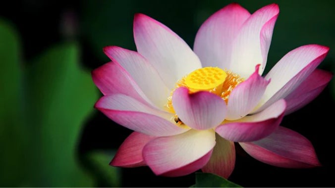 Monthly Evening Sangha Session!