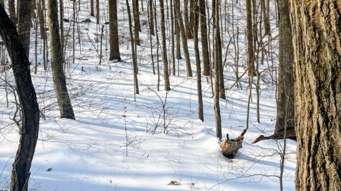 First Mountain Ramble w/ Sharon ~6 miles