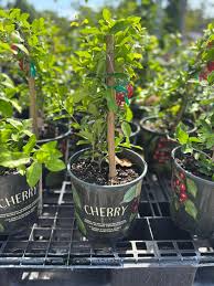 Paramus is a Tree City Celebration!