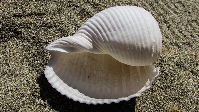 Decorate a Sea Shell