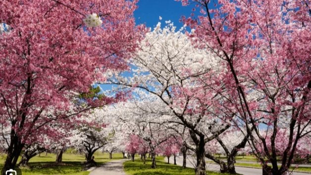 Cherry Blossom Walk in Branch Brook Park, Newark