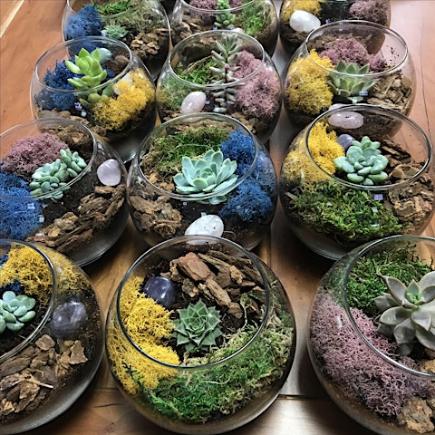 Sunday Sips & Succulents - Terrarium Workshop