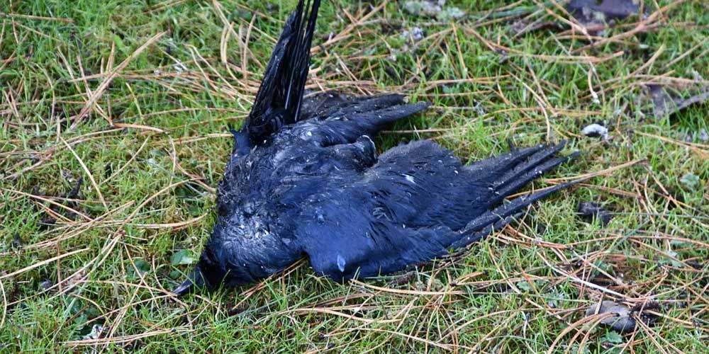 Wild Bird Disease Reporting Form