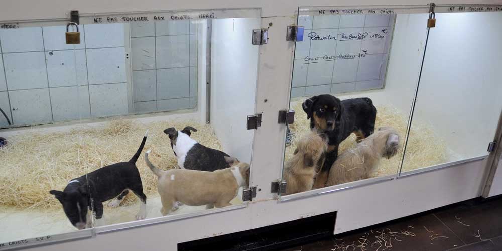 NJ Pet Stores Cited for Violating Pet Purchase Protection Act